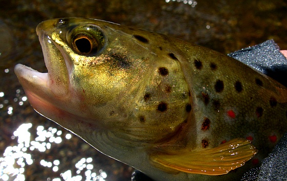 Small stream brown trout