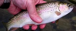 Upper Sacramento rainbow trout