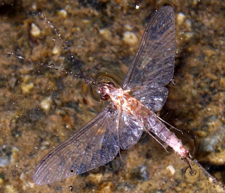 Spring Spinner Floating Small Stream Adventure