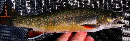 Fly fishing alpine lakes brook trout