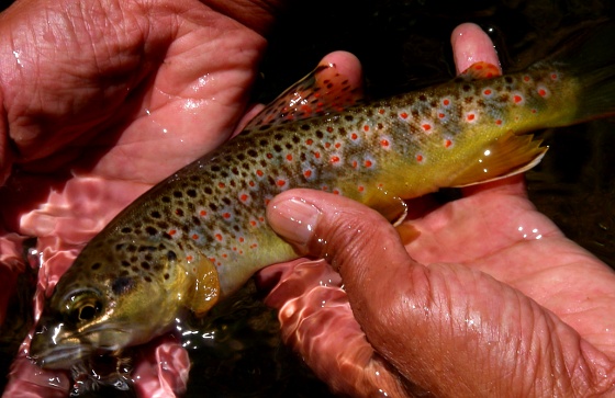 Small stream brown trout